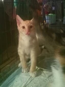 Spanky image 3