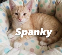 Spanky image 2