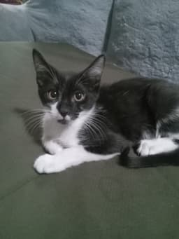 Bucky image 3