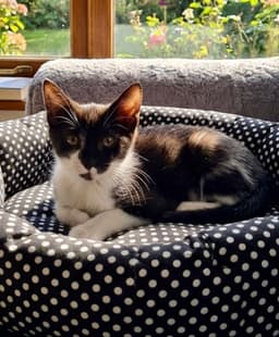 Bucky image 1