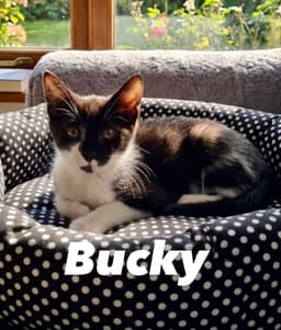 Bucky image 2