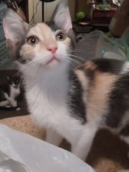 Darla image 3