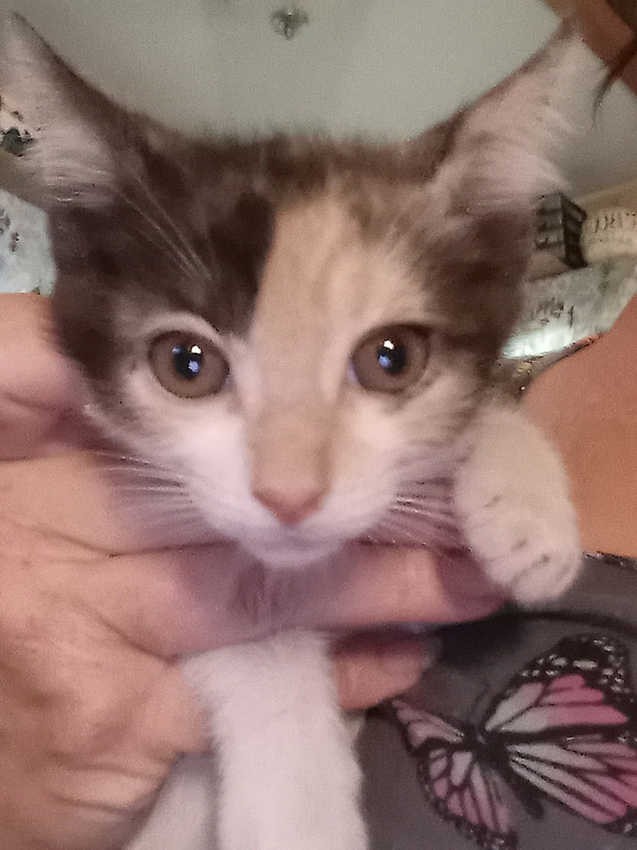 Darla - Domestic Short Hair