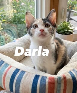 Darla image 2