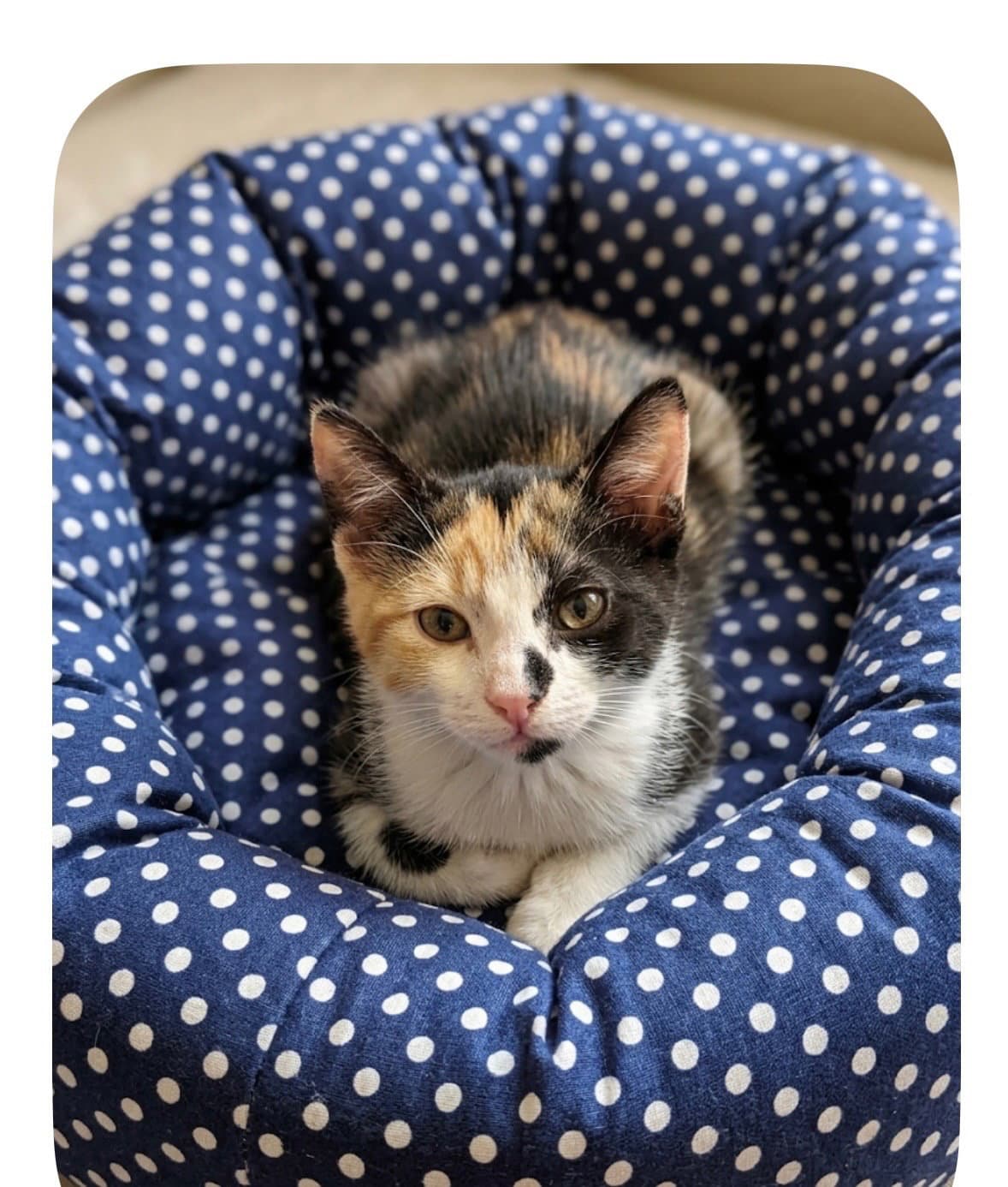Alphie - Domestic Short Hair