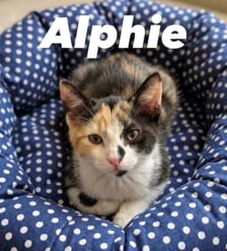 Alphie image 2