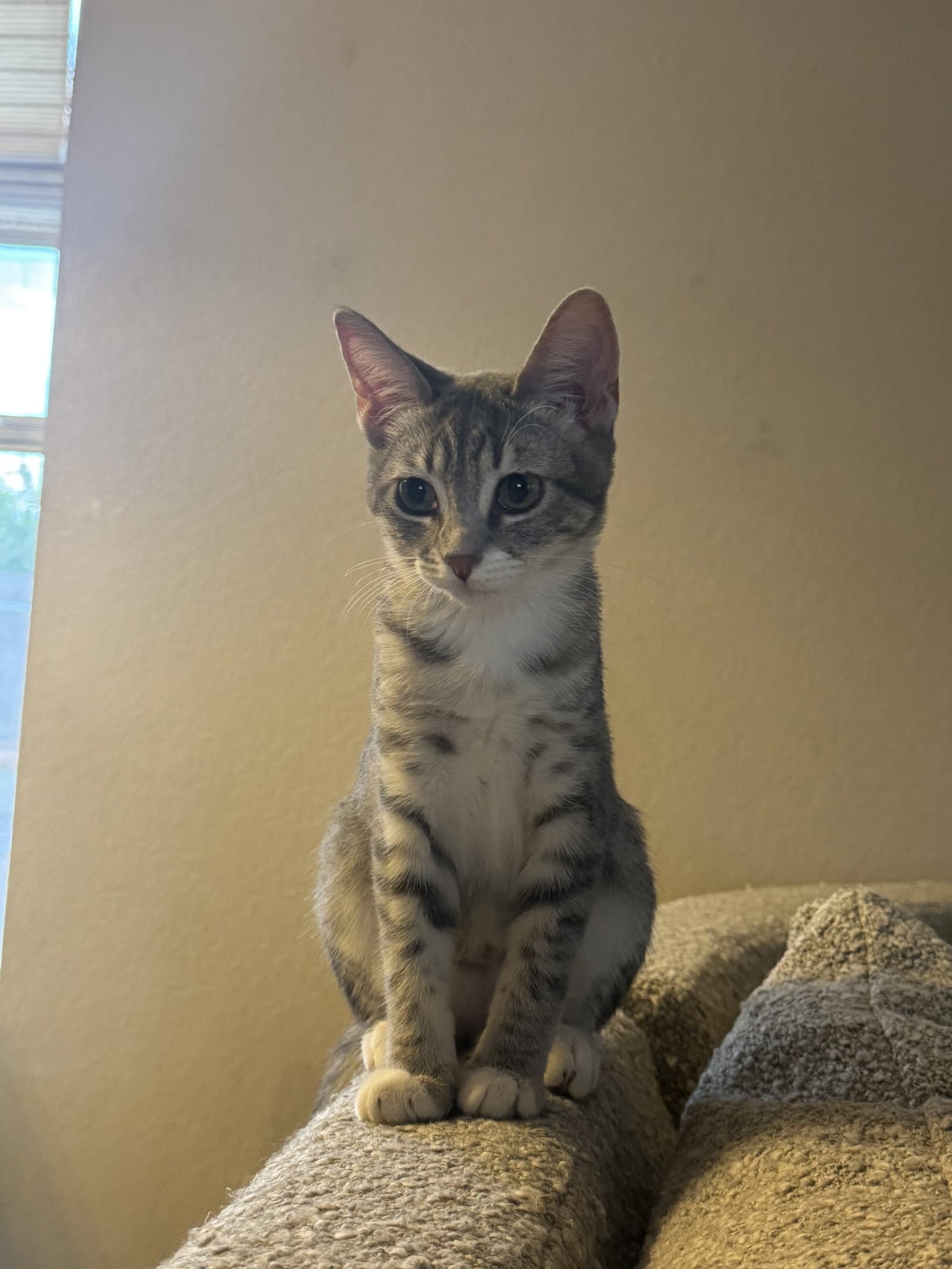 Olive - Domestic Short Hair