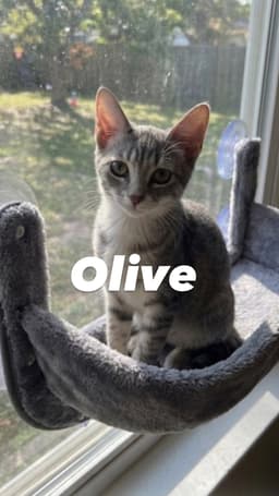 Olive image 2