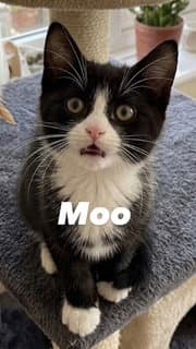 Moo image 2