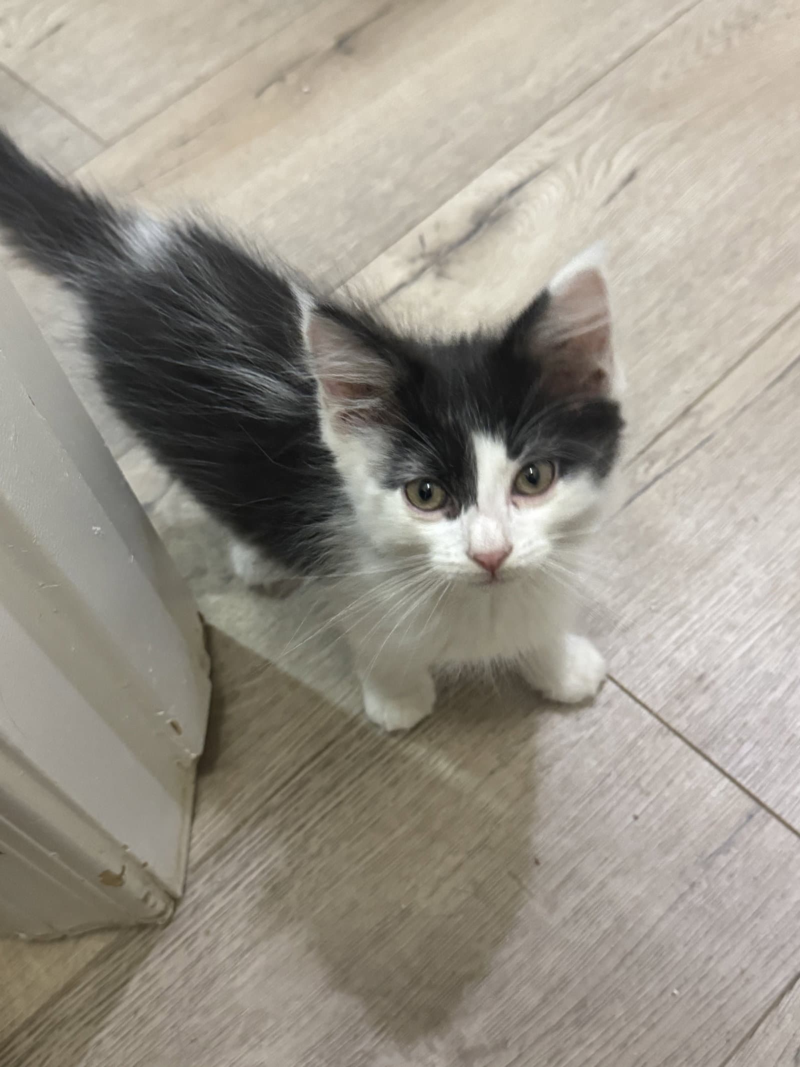 Papito - Domestic Medium Hair