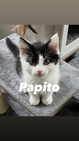 Papito image 2