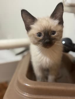 Koda image 1