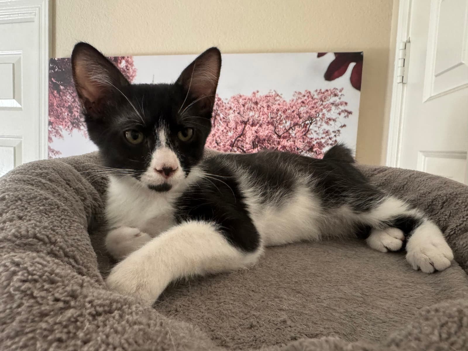 Gordon - Domestic Medium Hair