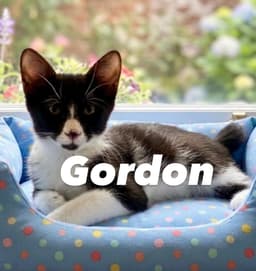 Gordon image 2