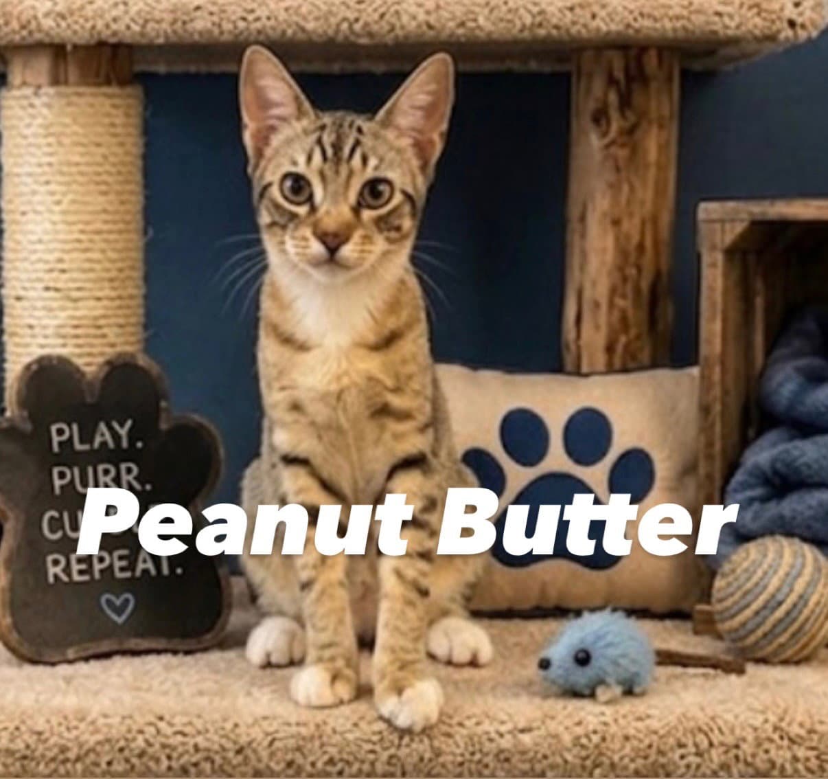 Peanut Butter - Domestic Short Hair