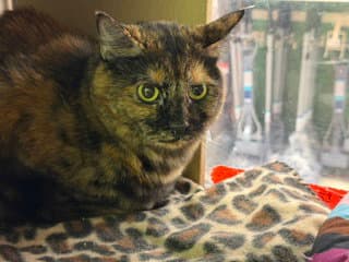 Baby Cat - Domestic Short Hair