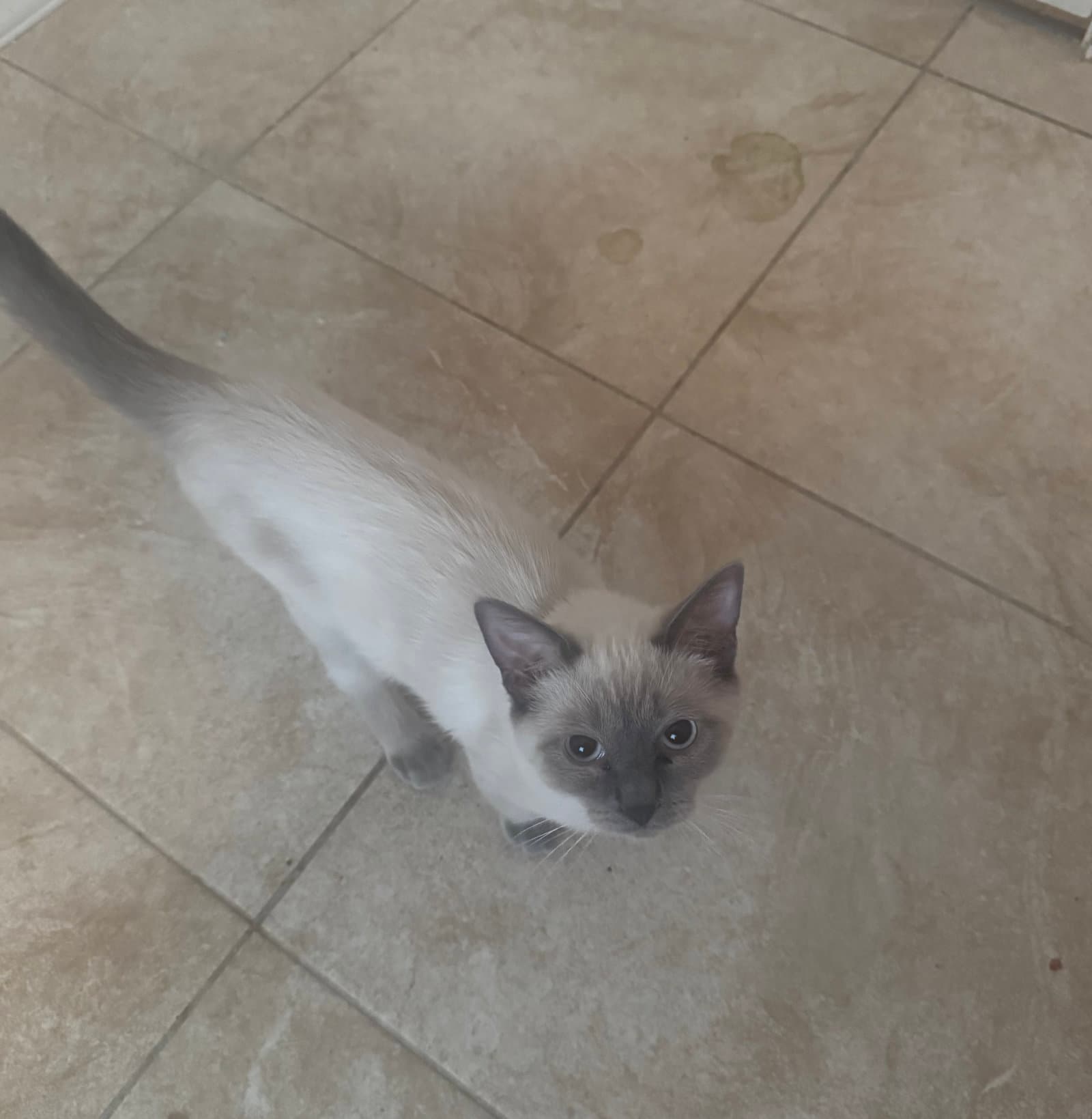 Koda - Domestic Short Hair