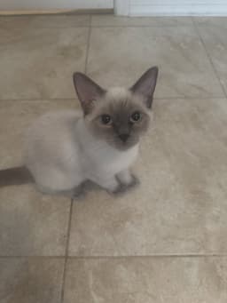 Koda image 2