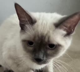 Koda image 3