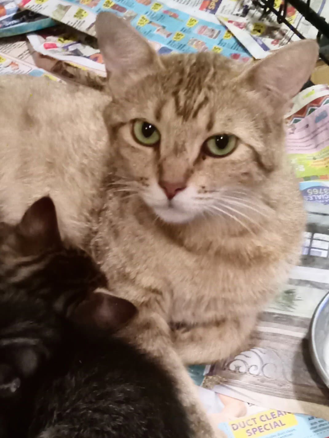 Mami - Domestic Short Hair