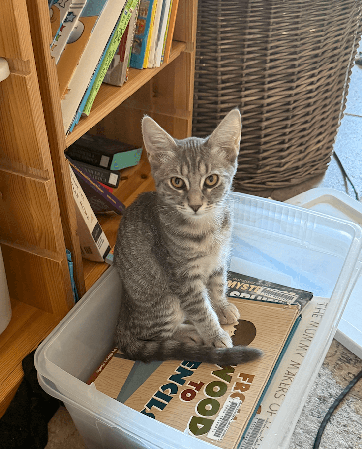 Marshmallow - Tabby