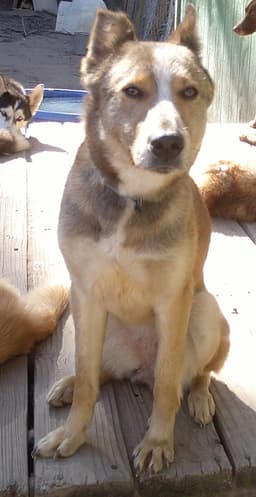 Quila image 2