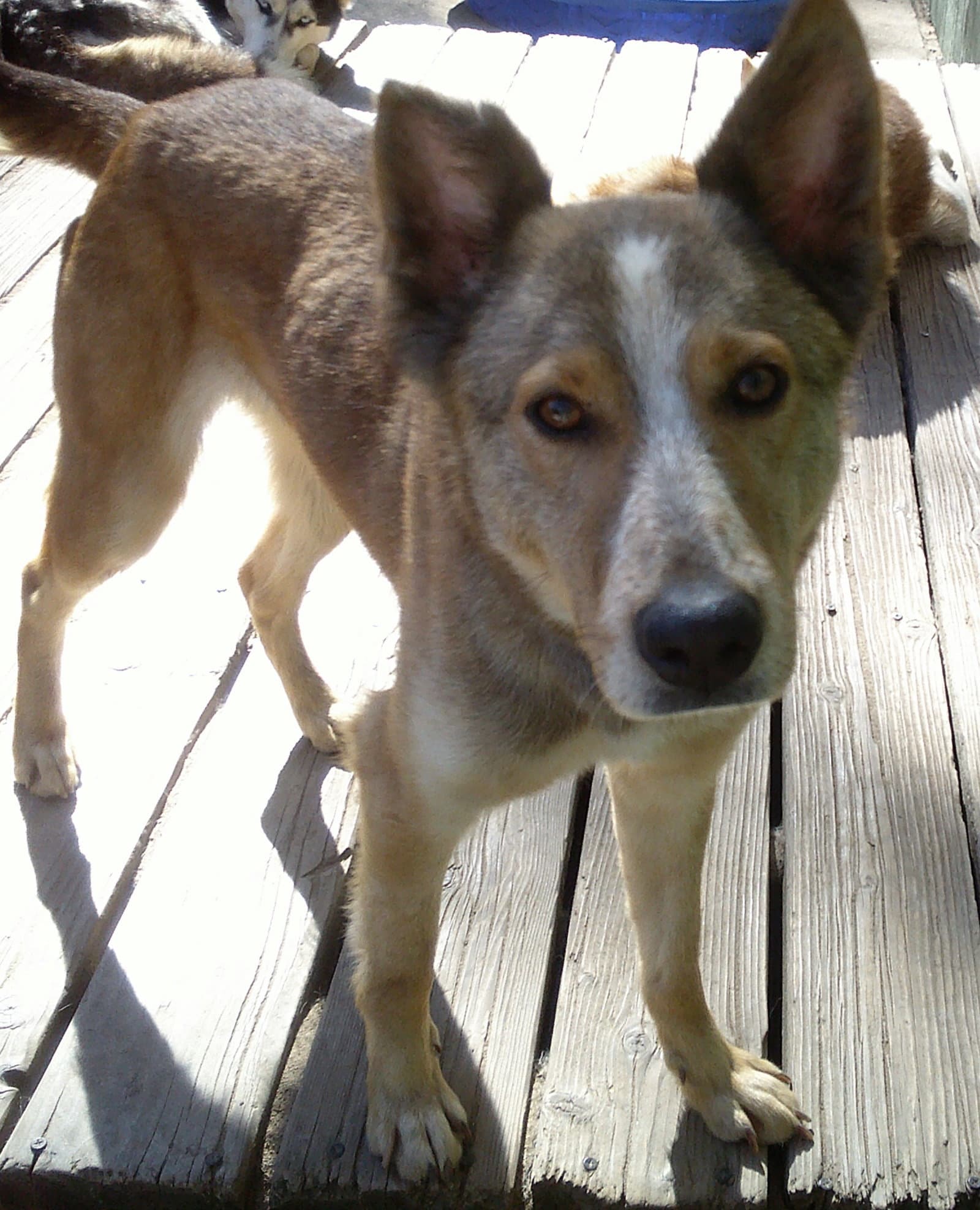 Quila - Australian Cattle Dog/Blue Heeler