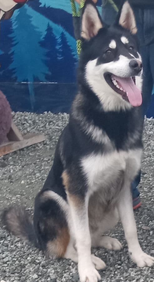 Mochi - Alaskan Malamute