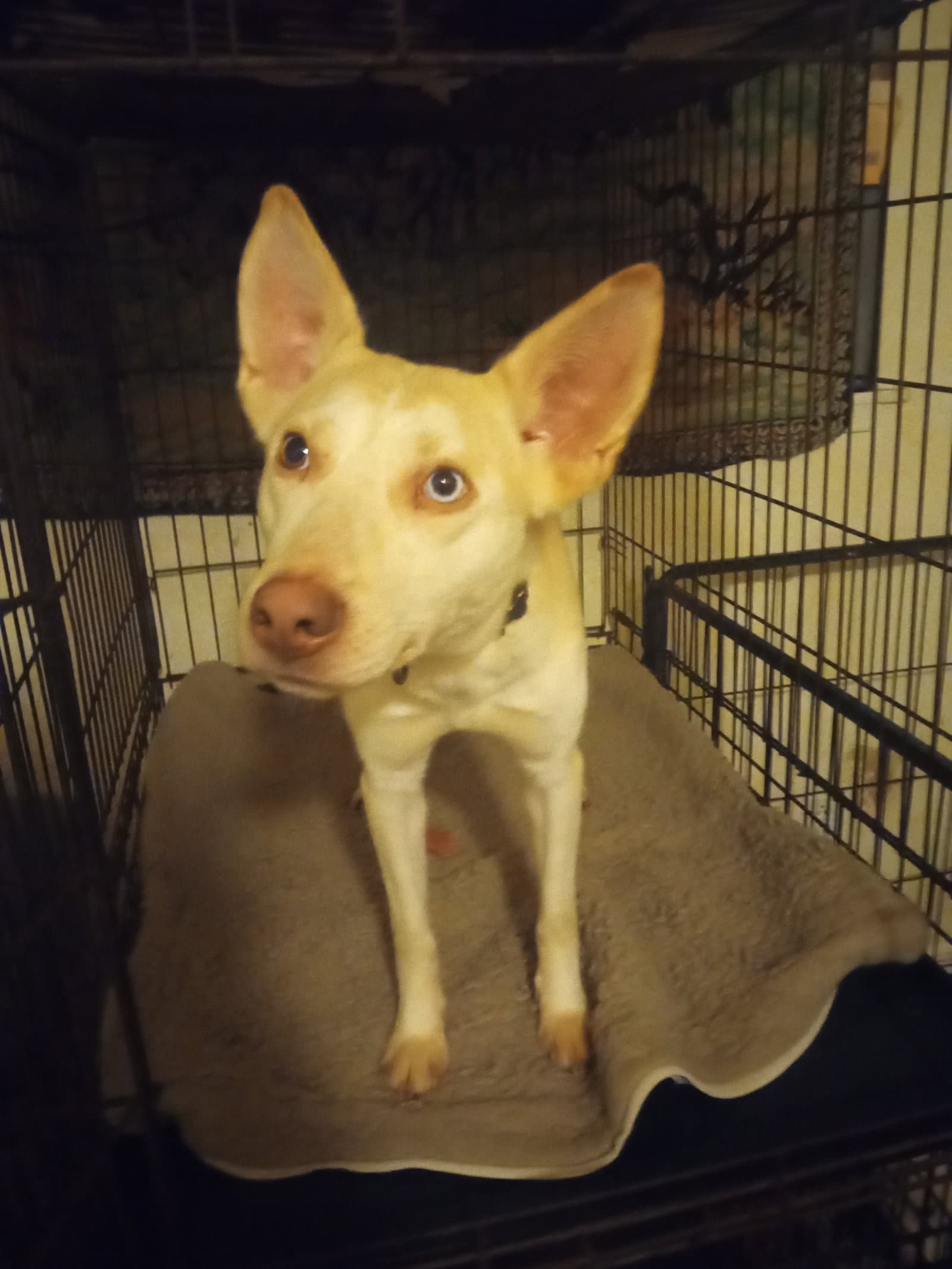 Bingo - Australian Cattle Dog/Blue Heeler