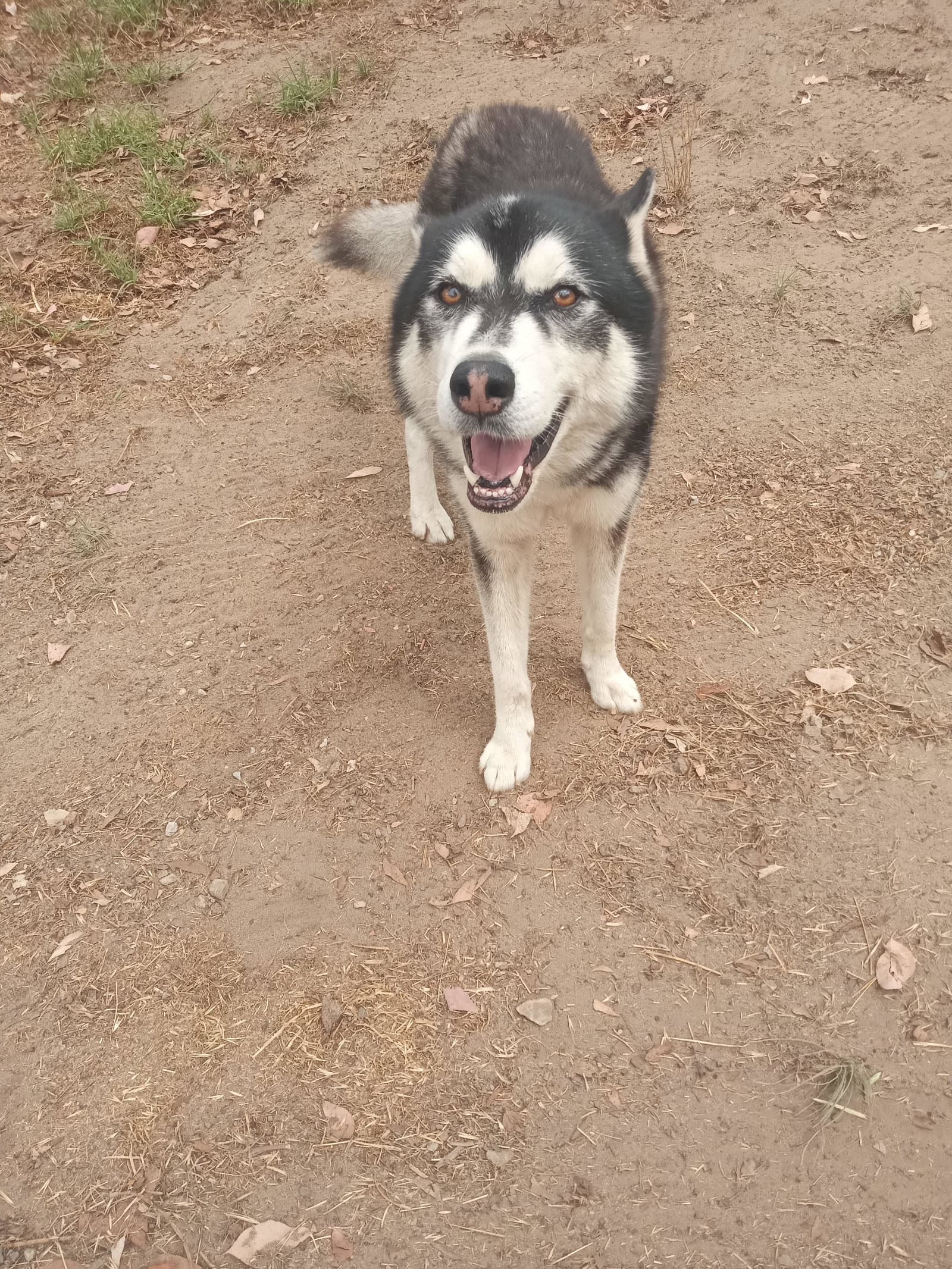 Fargo - Alaskan Malamute