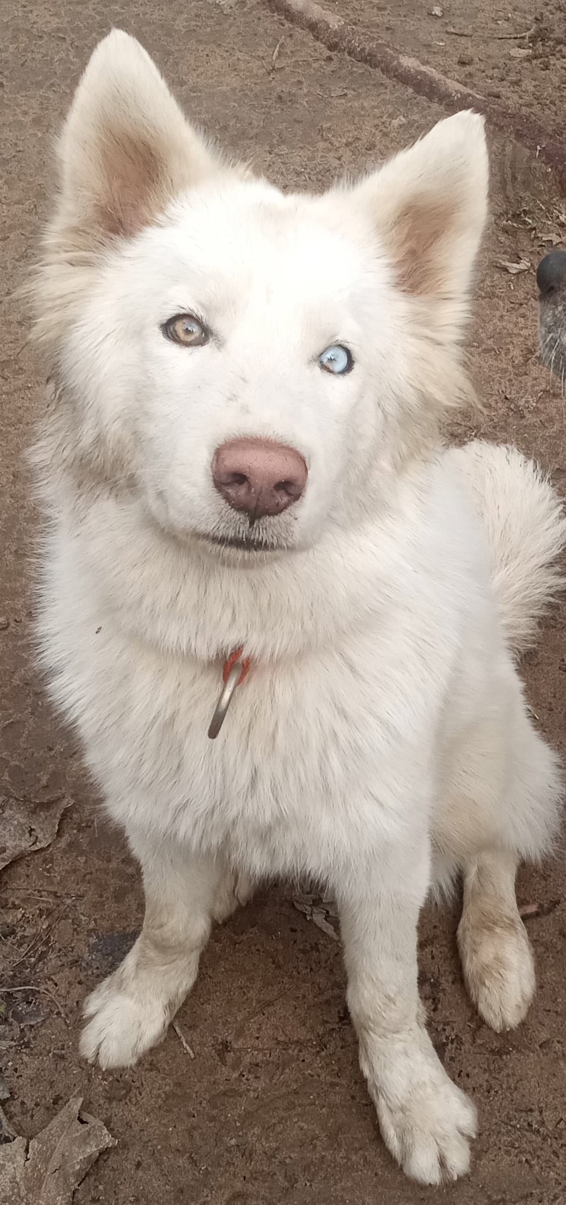 Whitney - Samoyed