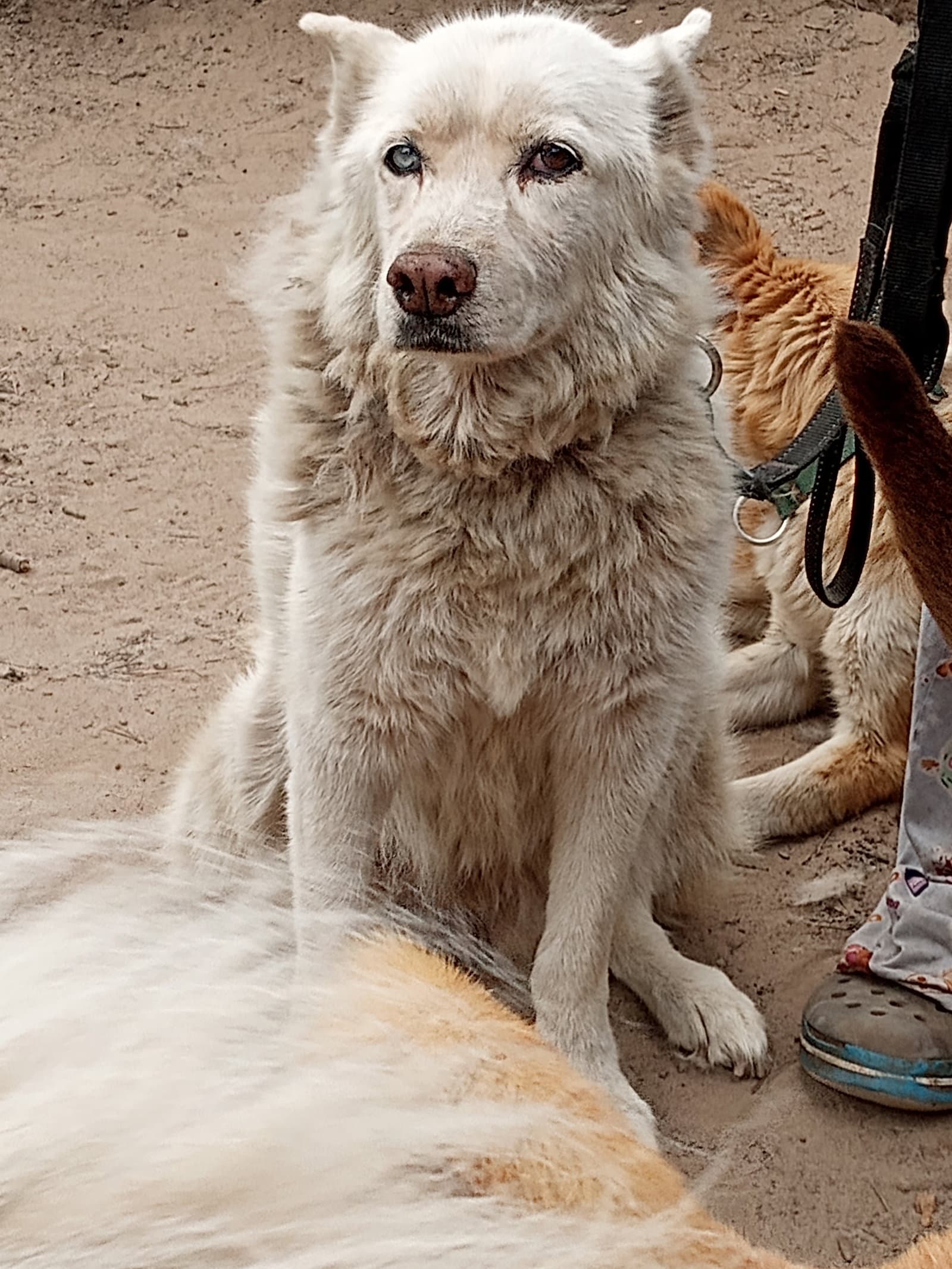 Kerman - Siberian Husky