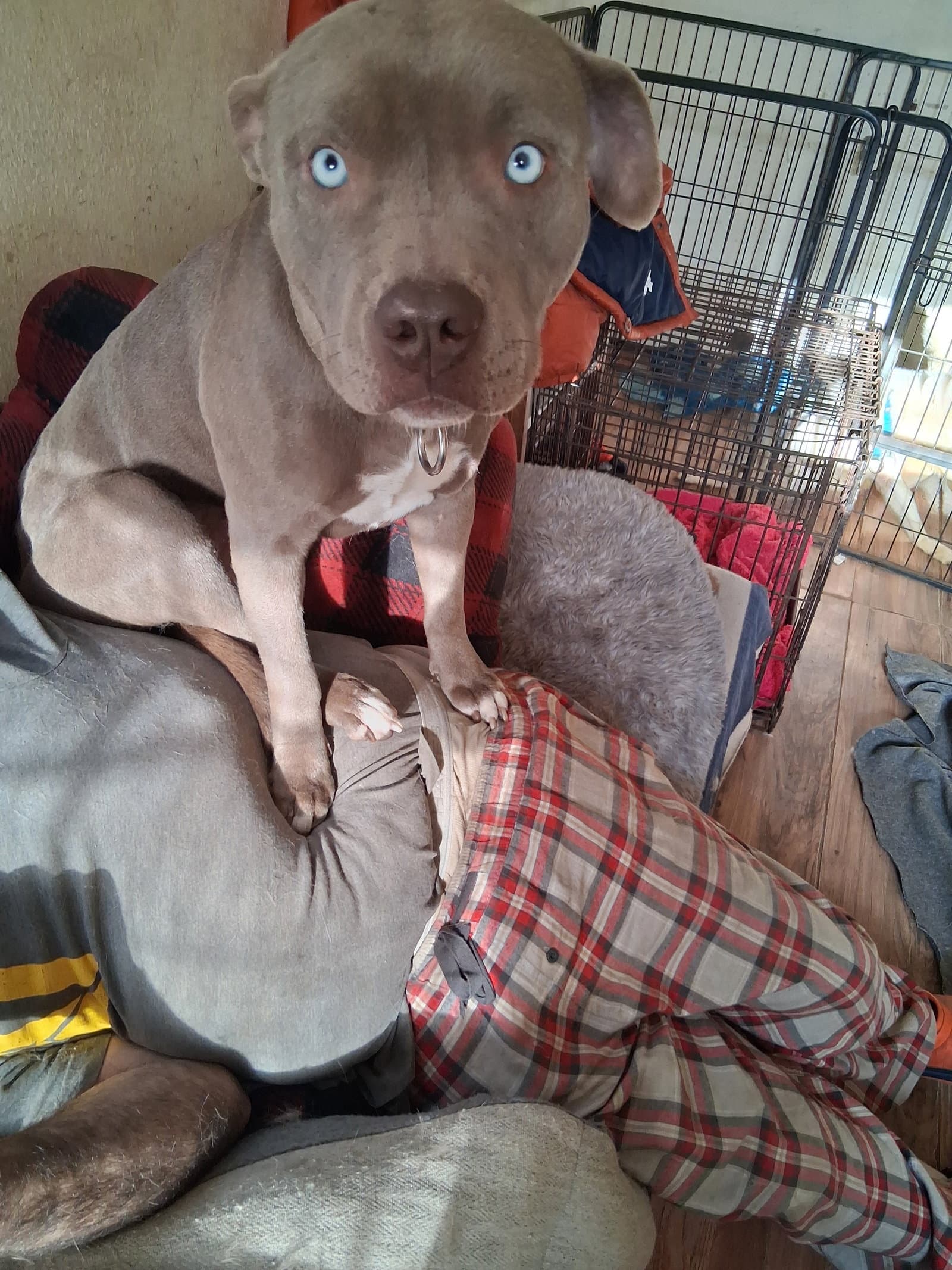 Avery - Staffordshire Bull Terrier