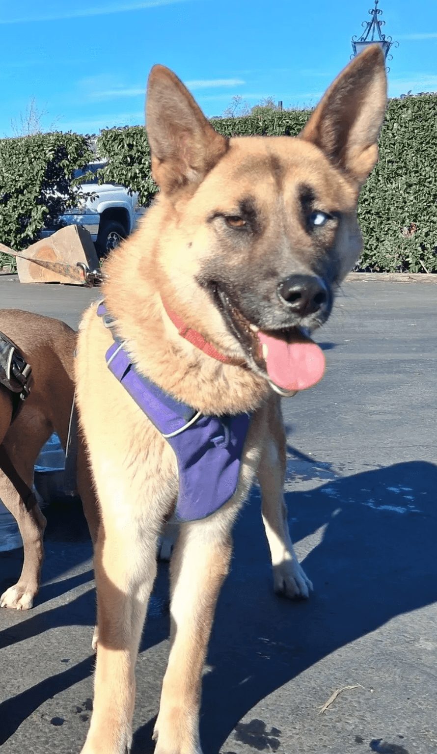 Marla - German Shepherd Dog
