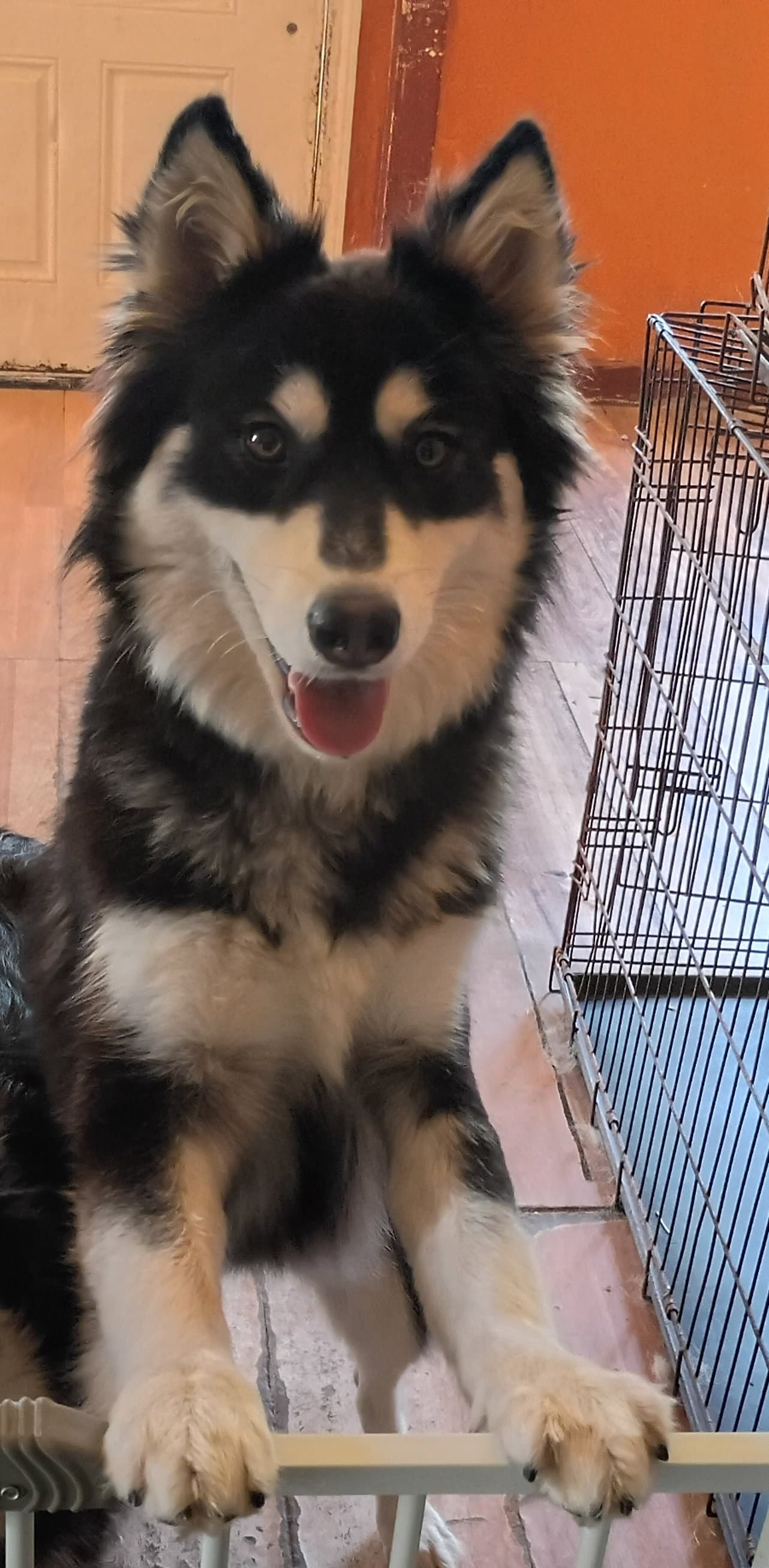 Melody - Siberian Husky