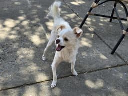 Qtip image 1