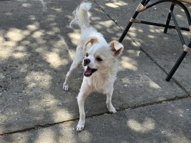 Qtip - Chihuahua