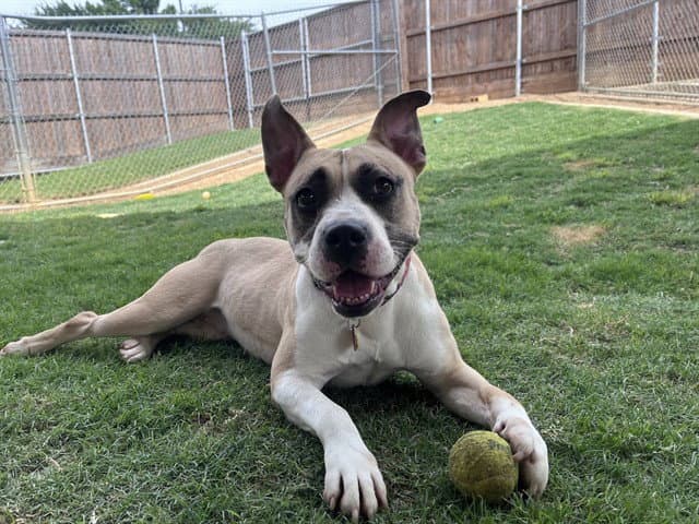 Tess - Pit Bull Terrier