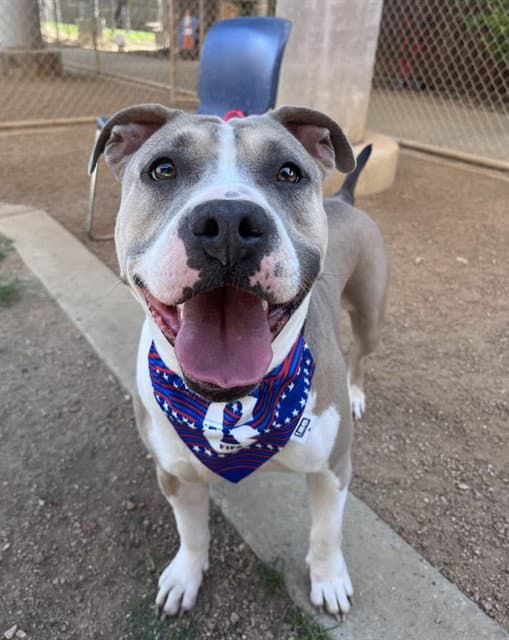 Haven - Pit Bull Terrier