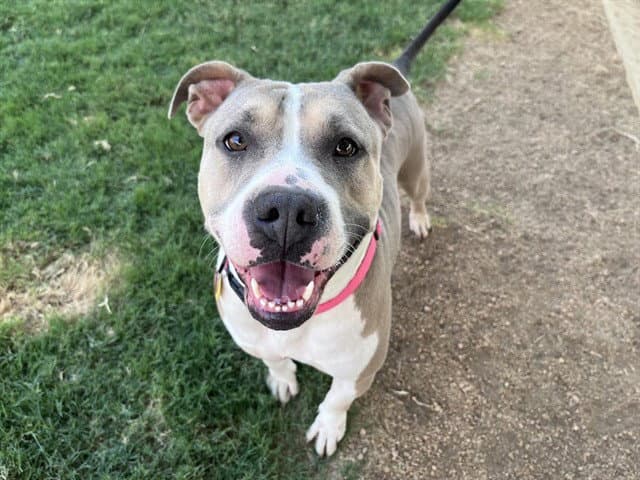 Haven - Pit Bull Terrier