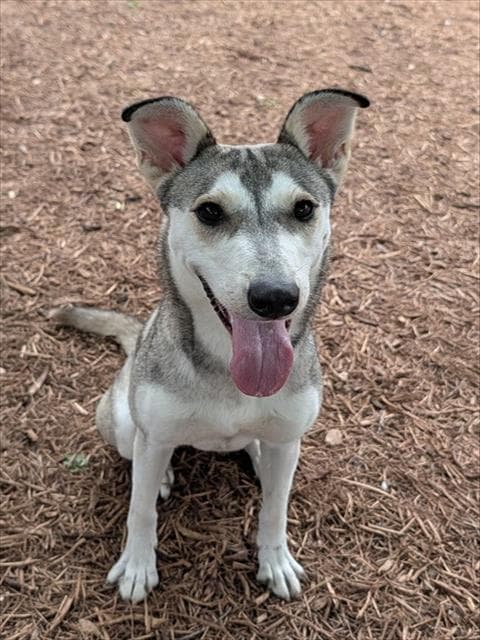 Ruby - Siberian Husky