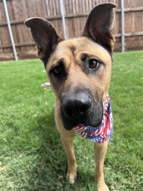 Rin - German Shepherd Dog