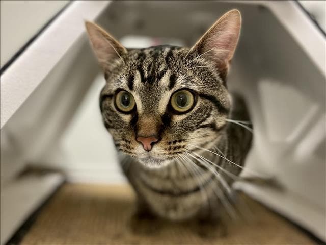 Davey - Domestic Short Hair