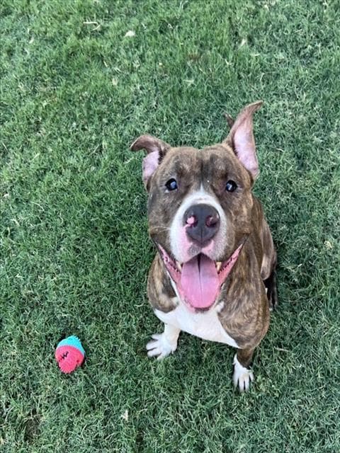 Puddles - Bulldog