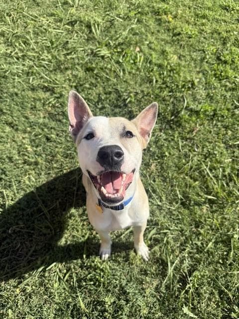 Mario - Bull Terrier