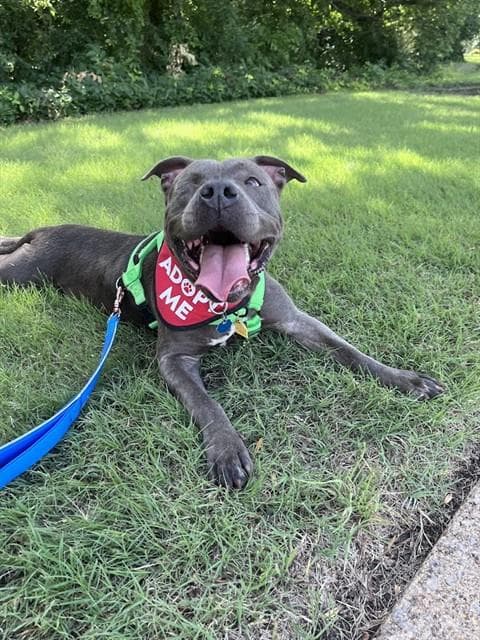 Laila - Pit Bull Terrier