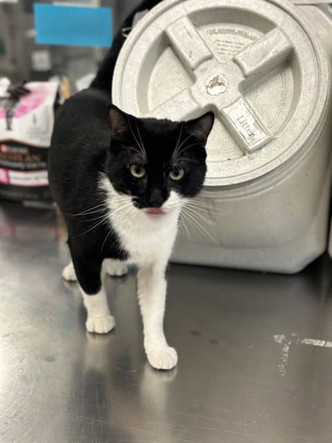 Onyx - Domestic Short Hair