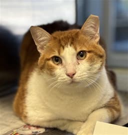 Buddy image 1