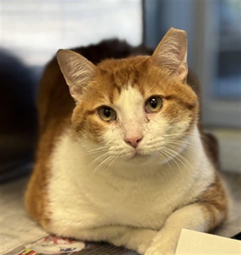 Buddy - Domestic Short Hair