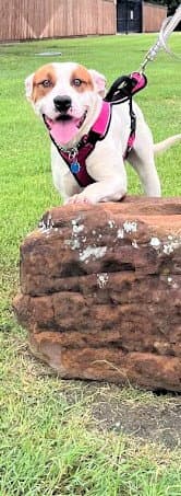 Hank - Pit Bull Terrier